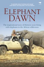Elephant Dawn